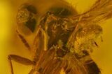 mm Fossil Fly (Diptera) In Baltic Amber - Mite on Neck #123366-2